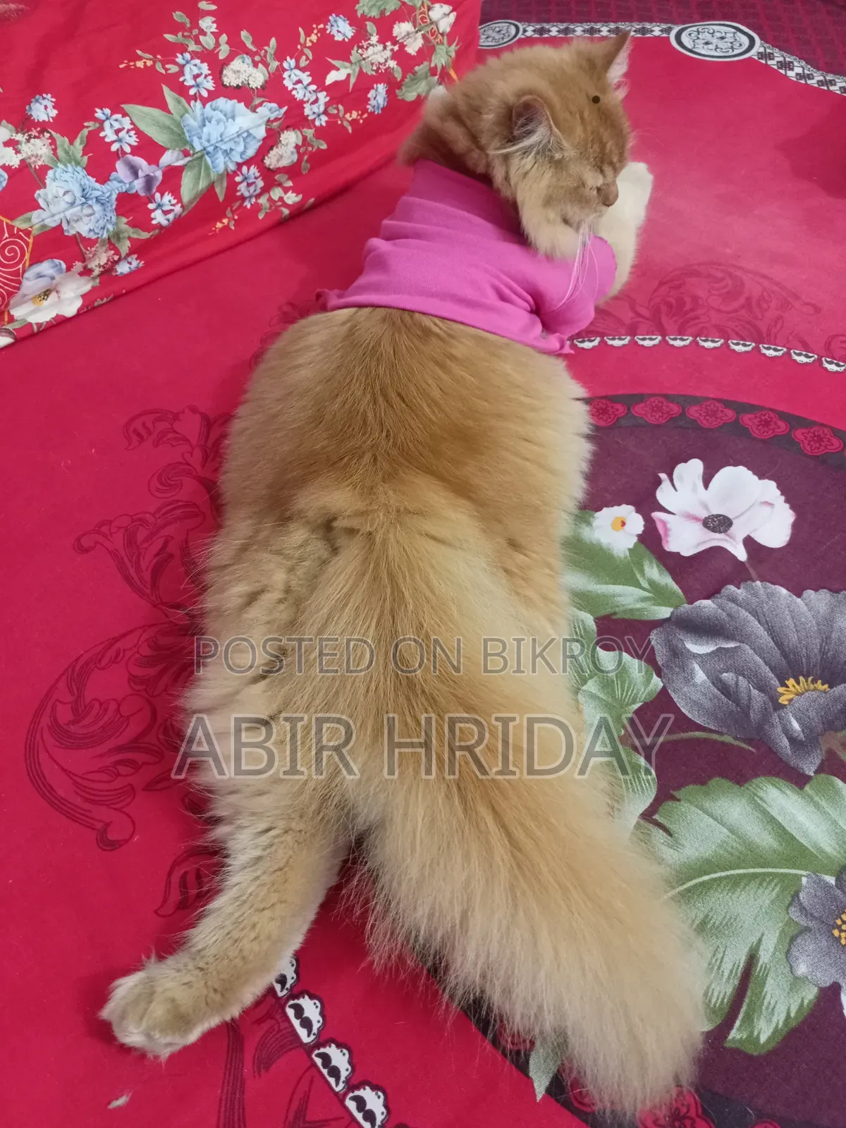 6-12 Months Male Purebred Persian