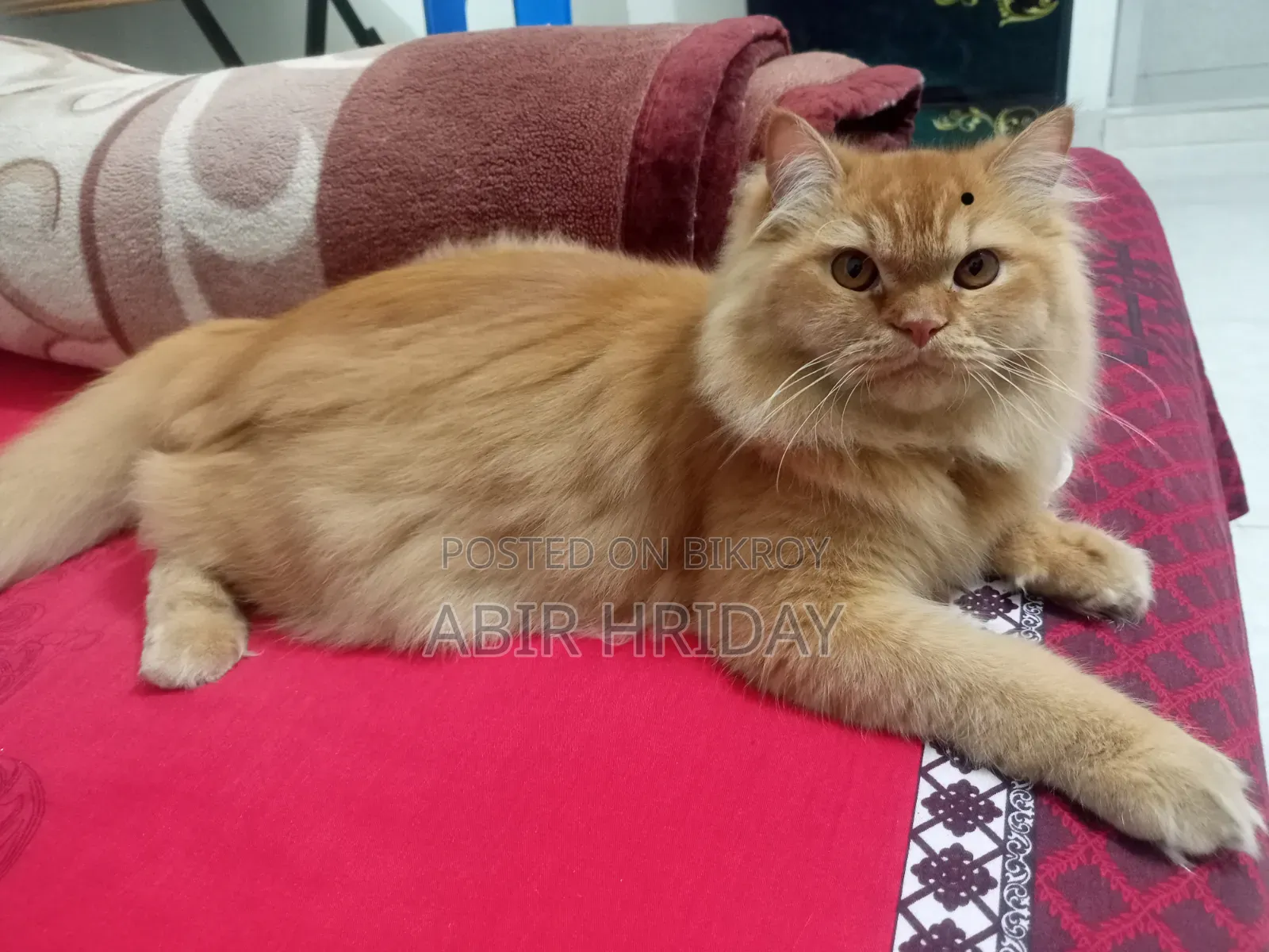6-12 Months Male Purebred Persian