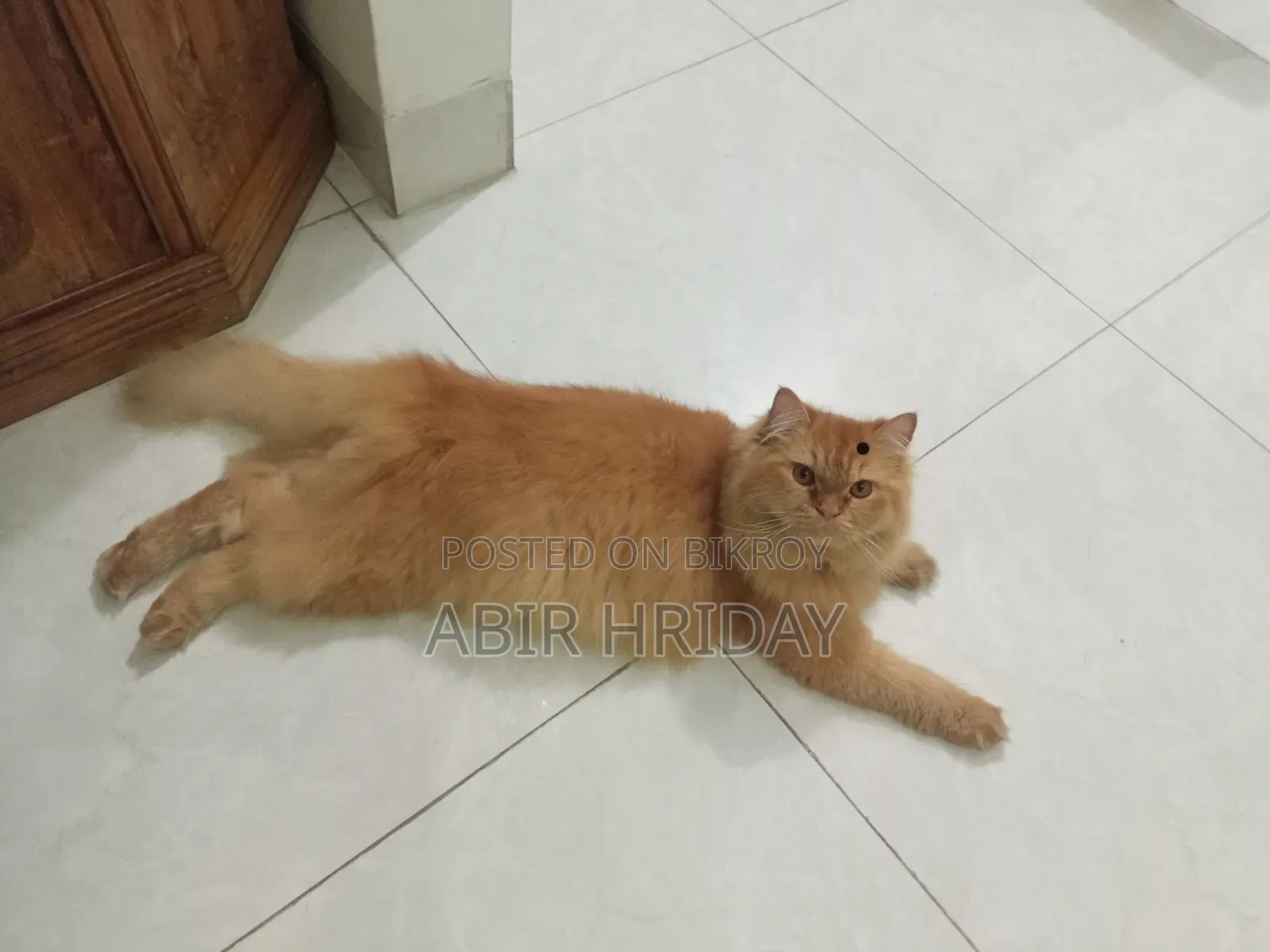 6-12 Months Male Purebred Persian