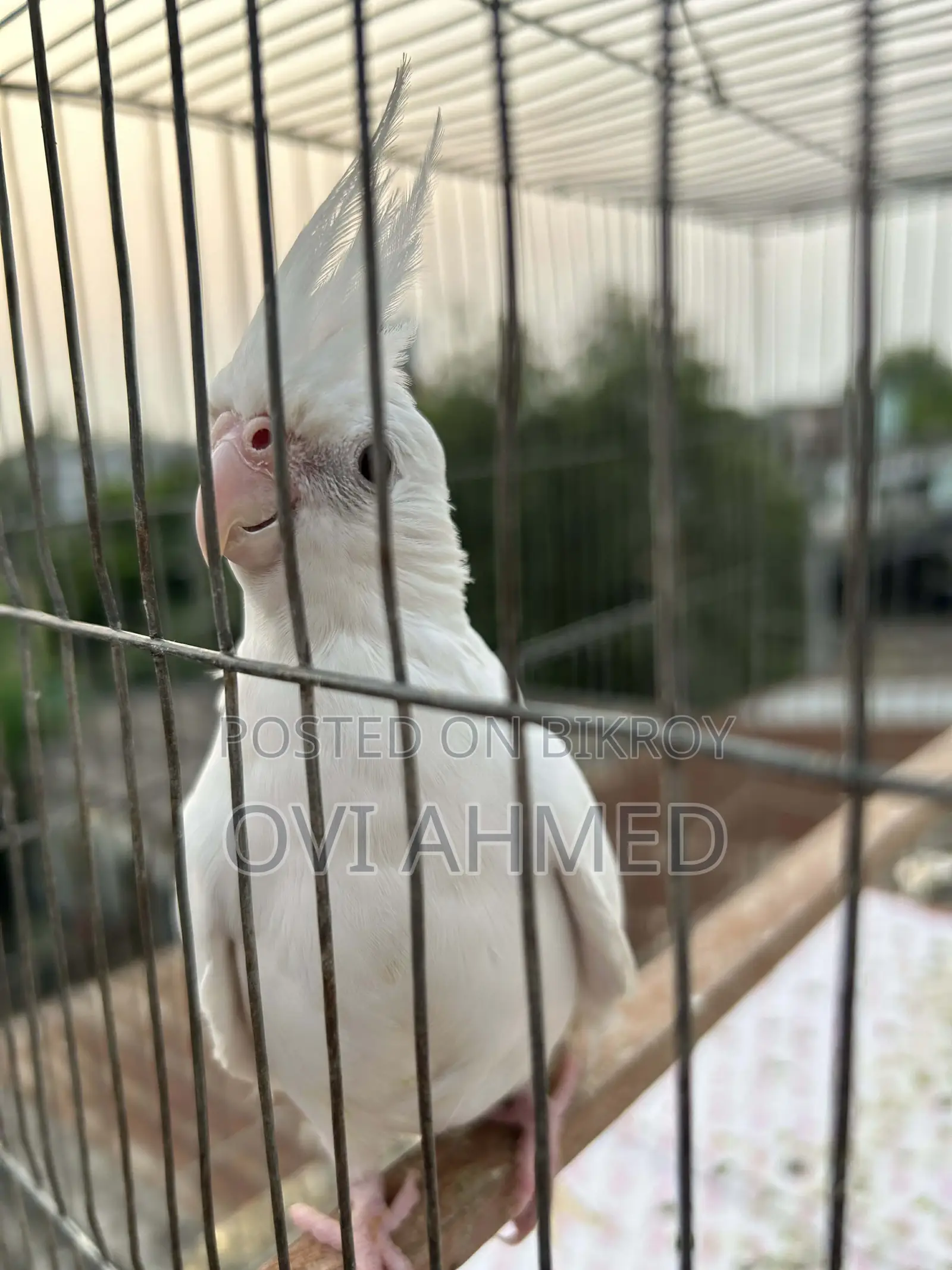 Albino Cockatiel