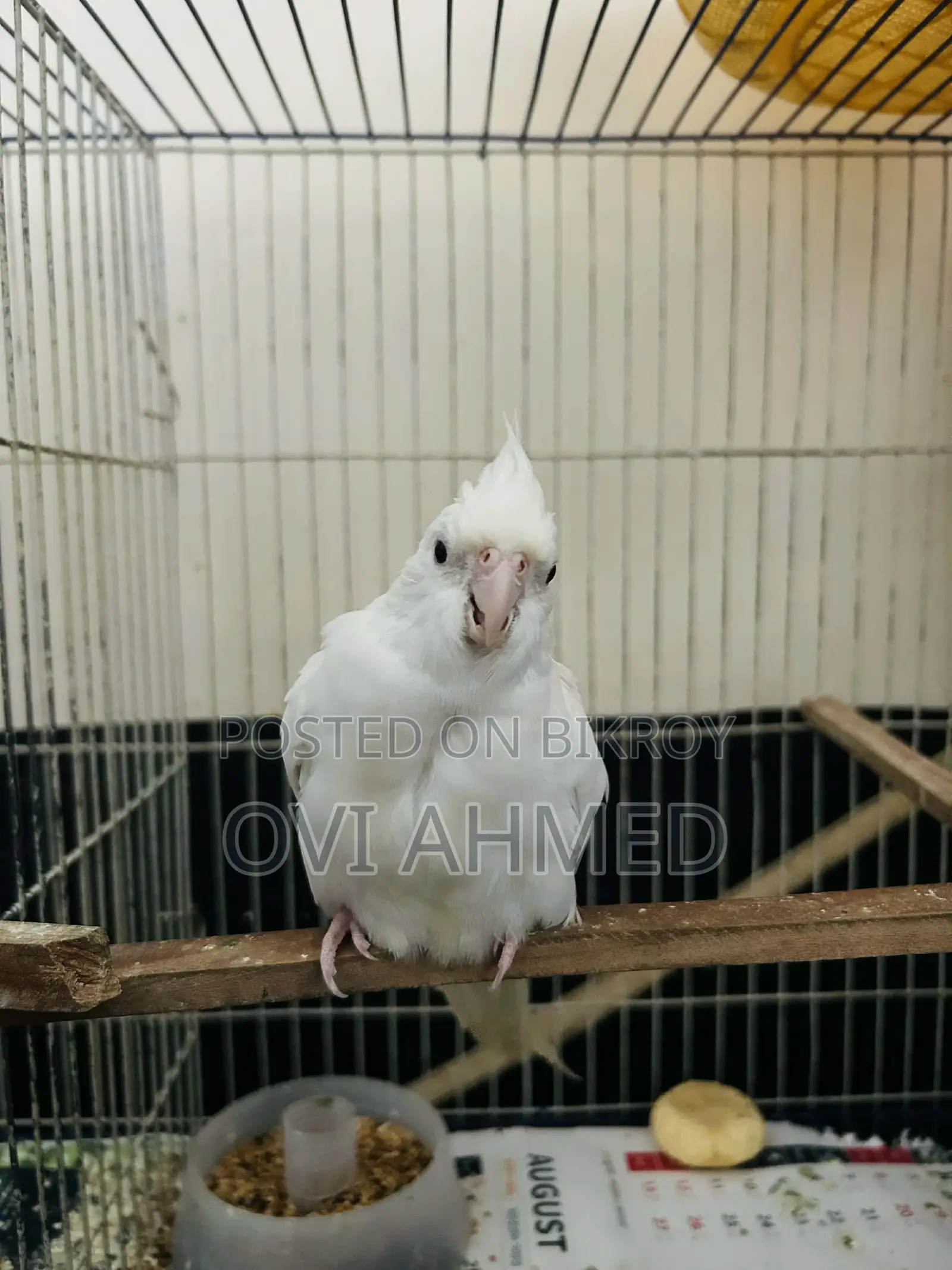 Albino Cockatiel