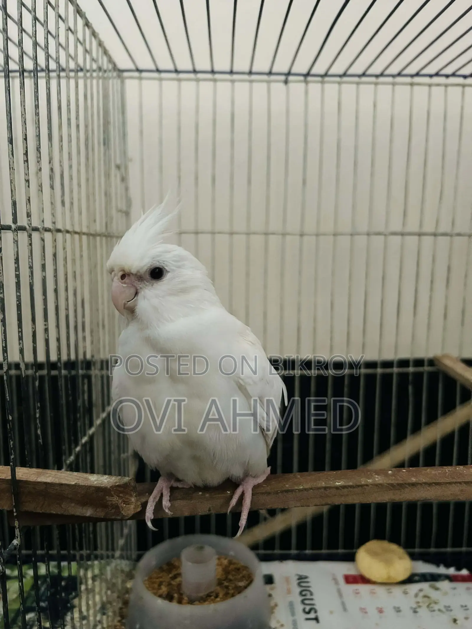 Albino Cockatiel