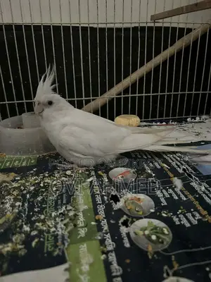 Albino Cockatiel