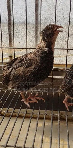 জায়ান্ট কটনিক্স কোয়েল।৯ পিছ ফিমেল