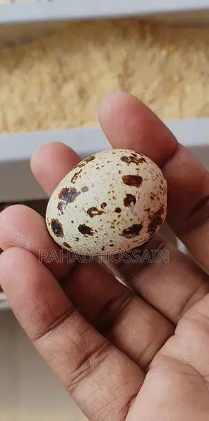 জায়ান্ট কটনিক্স কোয়েল।৯ পিছ ফিমেল