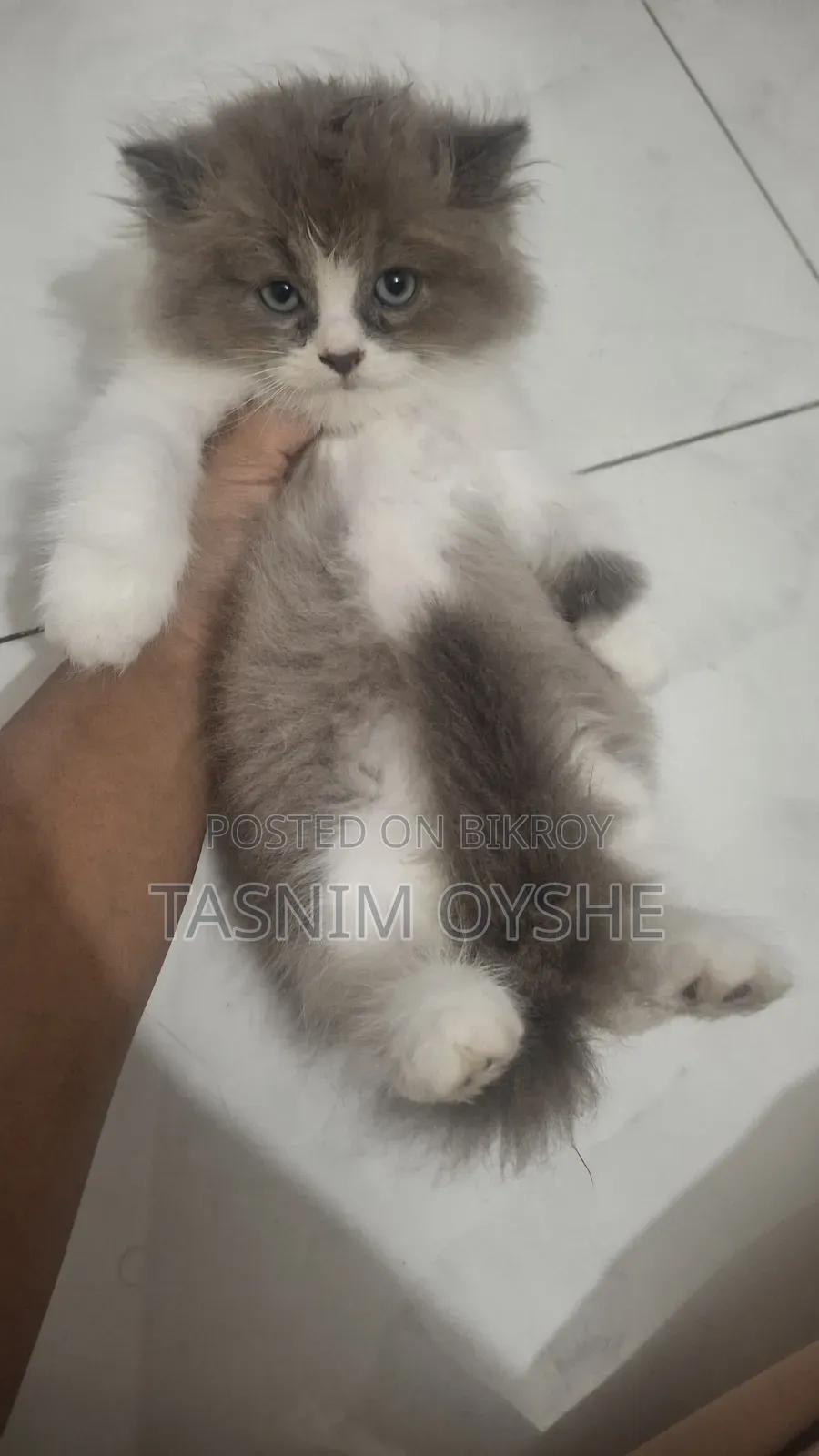 1-3 Months Male Purebred Persian