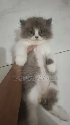 1-3 Months Male Purebred Persian