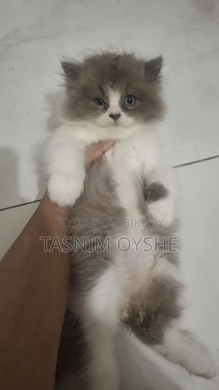 1-3 Months Male Purebred Persian