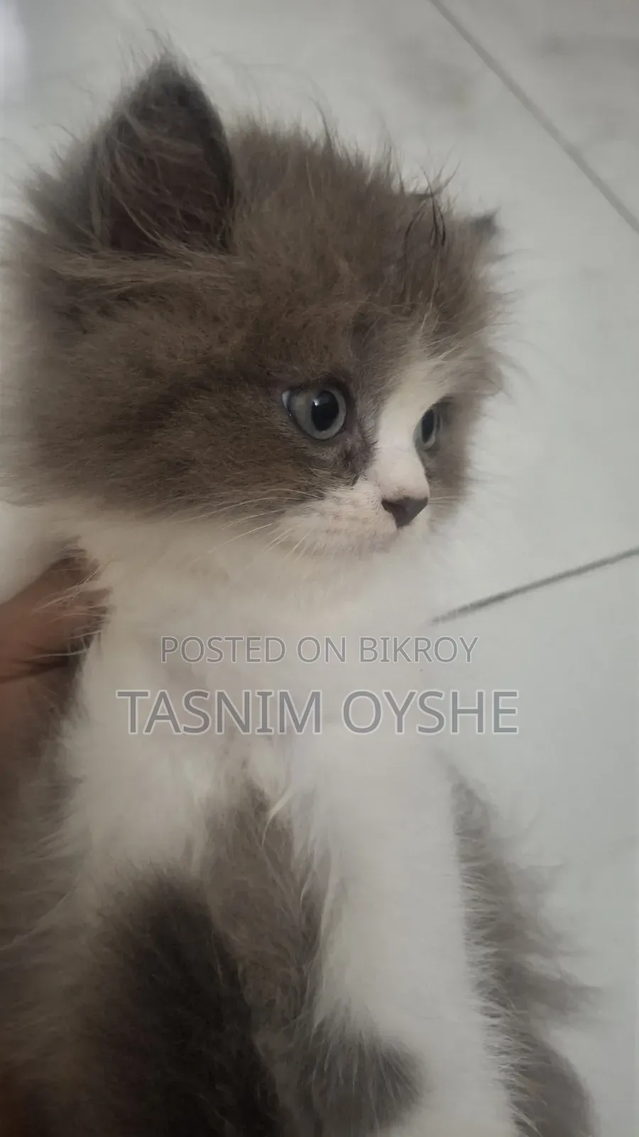1-3 Months Male Purebred Persian