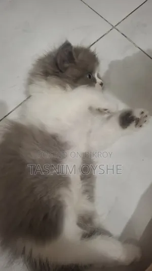 1-3 Months Male Purebred Persian