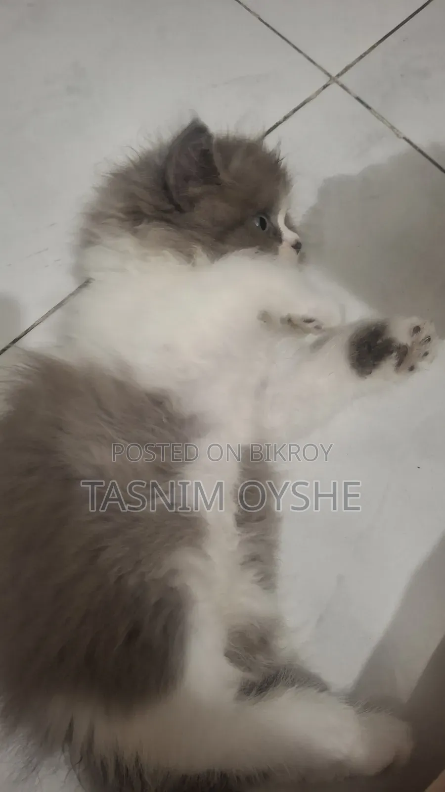 1-3 Months Male Purebred Persian