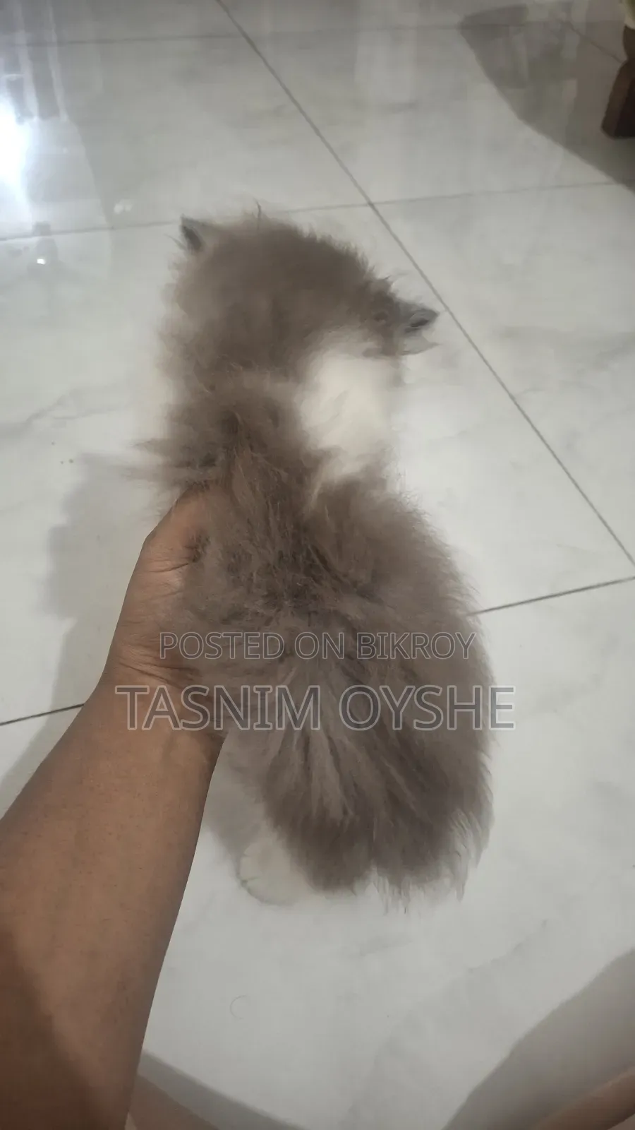 1-3 Months Male Purebred Persian