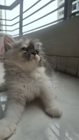 1-3 Months Female Purebred Persian