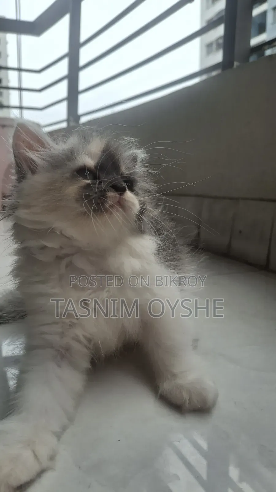 1-3 Months Female Purebred Persian