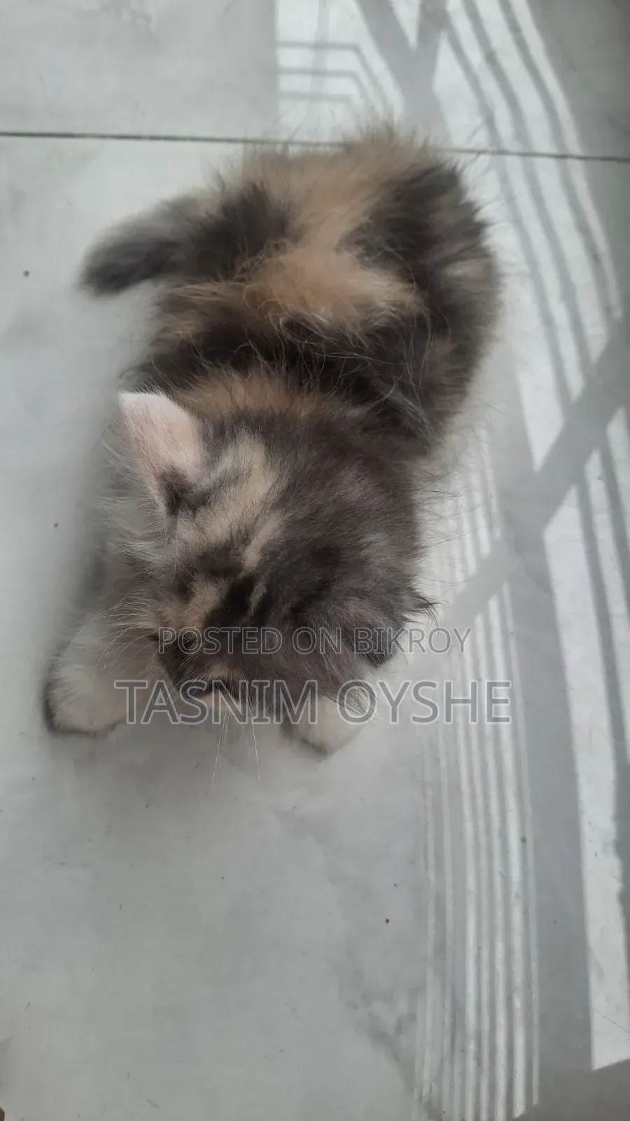 1-3 Months Female Purebred Persian