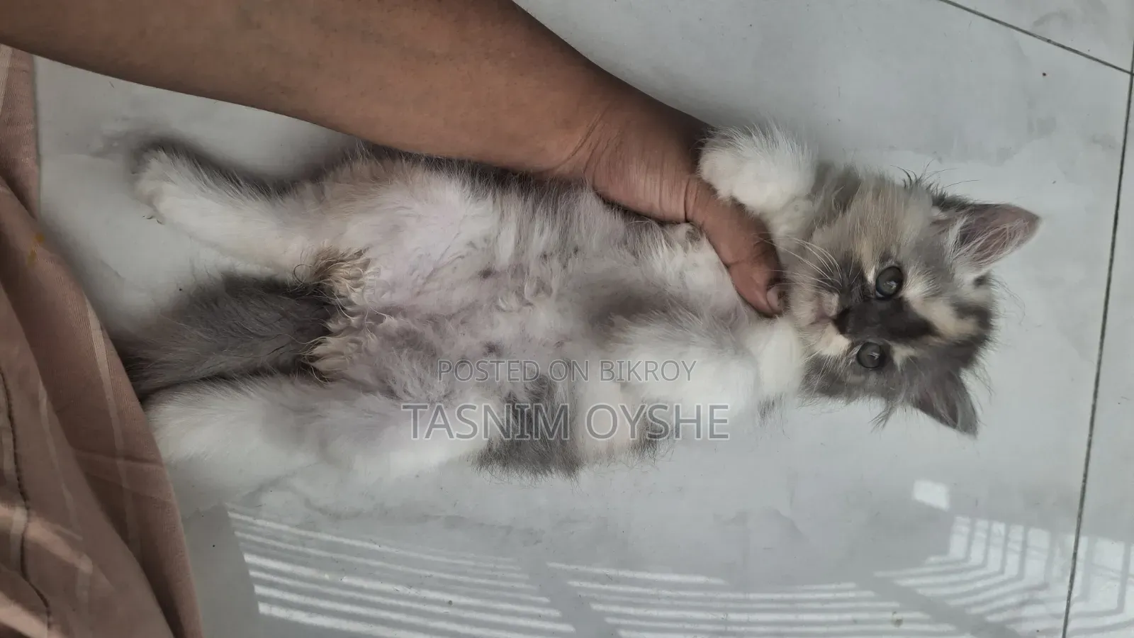 1-3 Months Female Purebred Persian