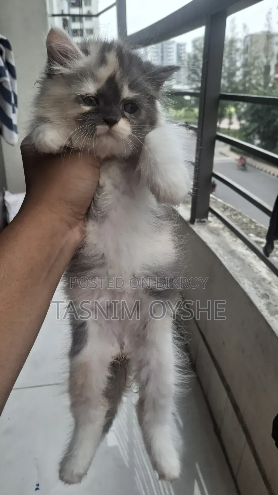 1-3 Months Female Purebred Persian