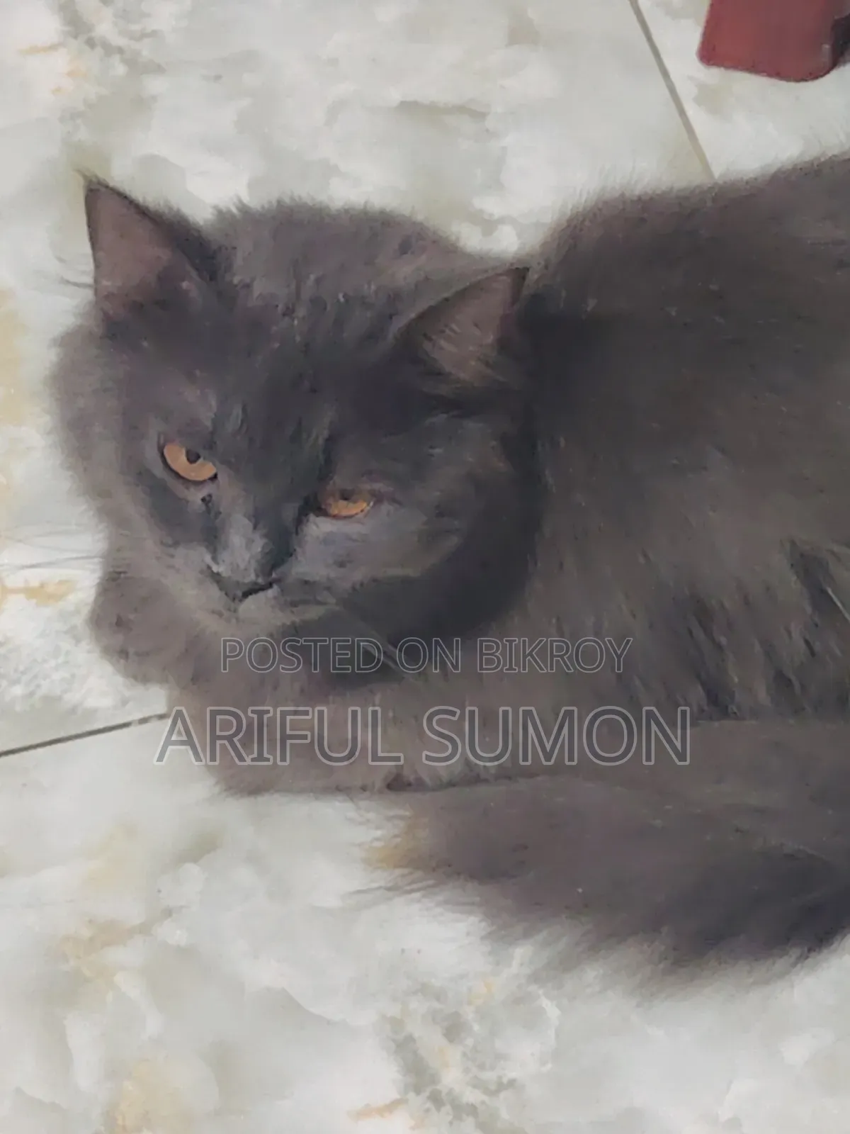 1+ year Male Purebred Persian
