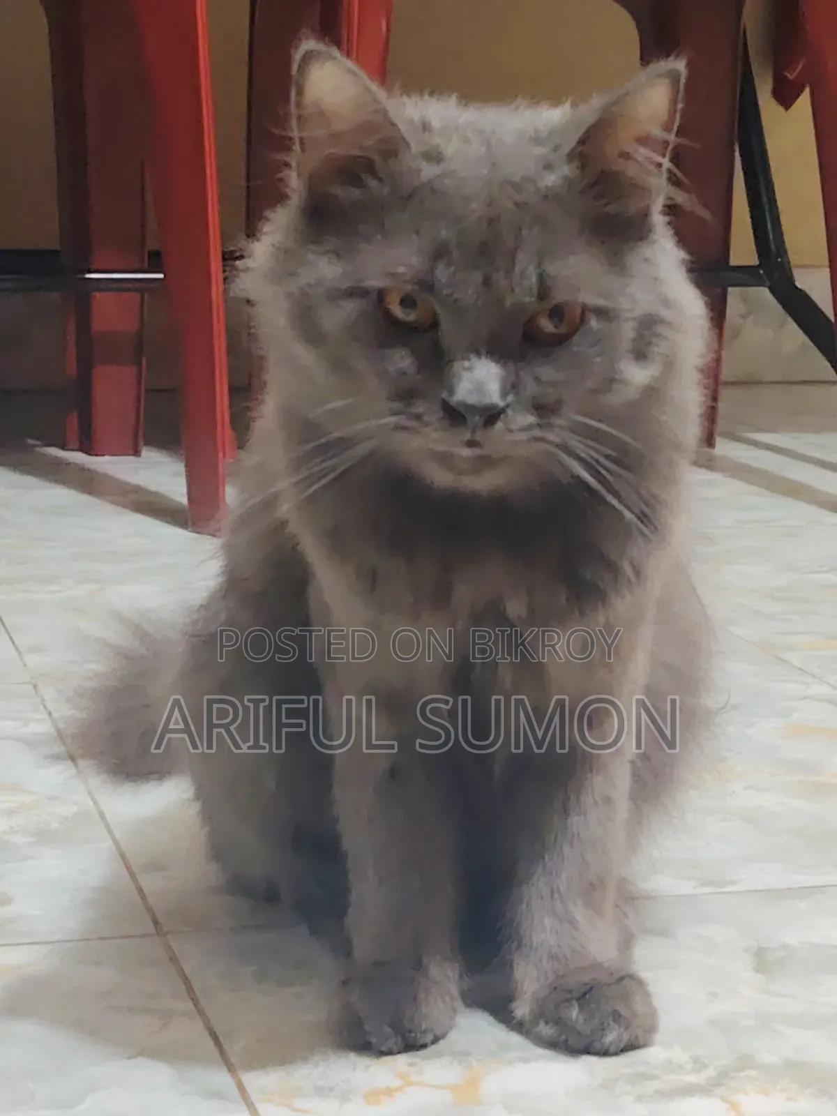 1+ year Male Purebred Persian