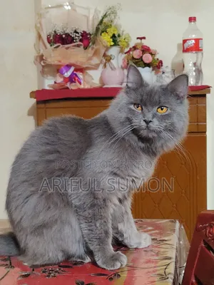 1+ year Male Purebred Persian