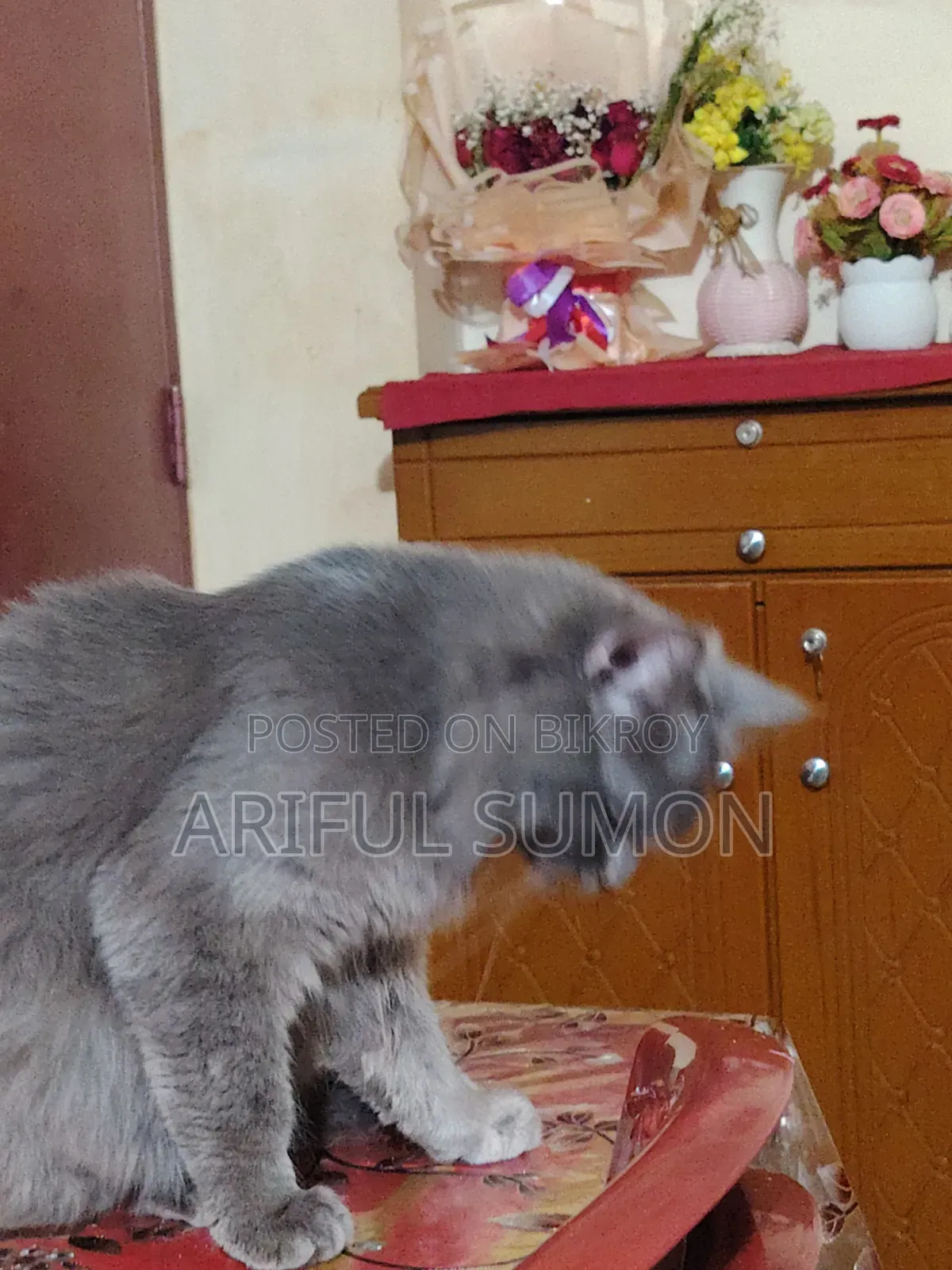 1+ year Male Purebred Persian