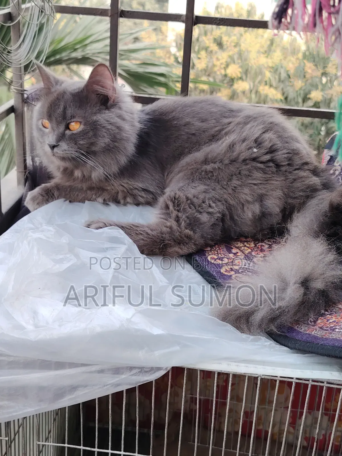 1+ year Male Purebred Persian