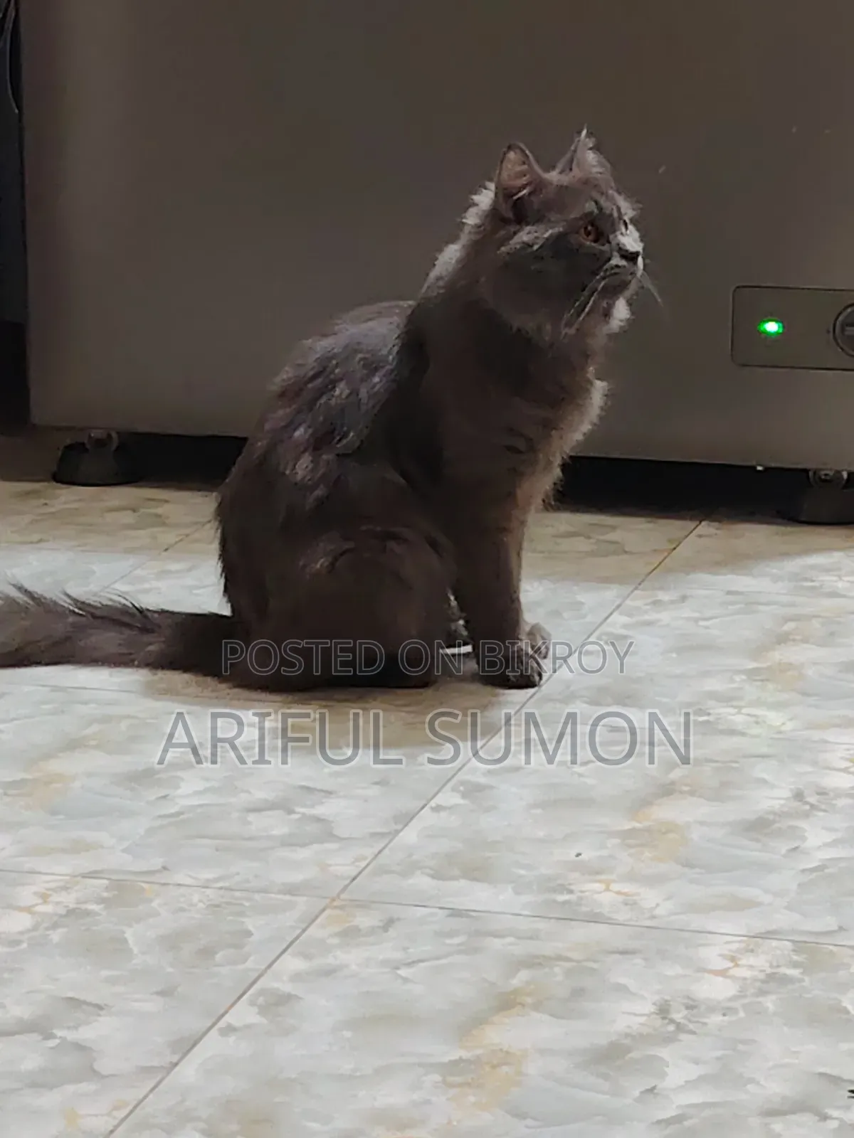 1+ year Male Purebred Persian