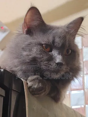 1+ year Male Purebred Persian