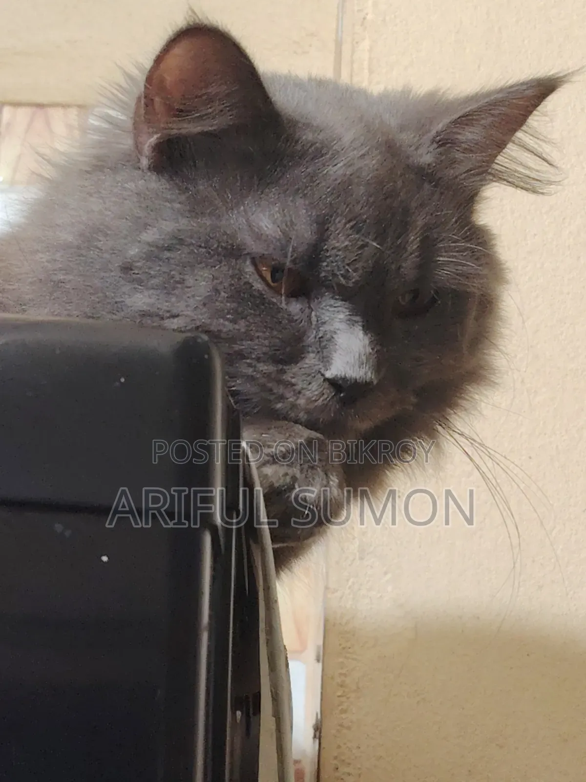 1+ year Male Purebred Persian