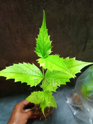 Night-flowering Jasmine Plant