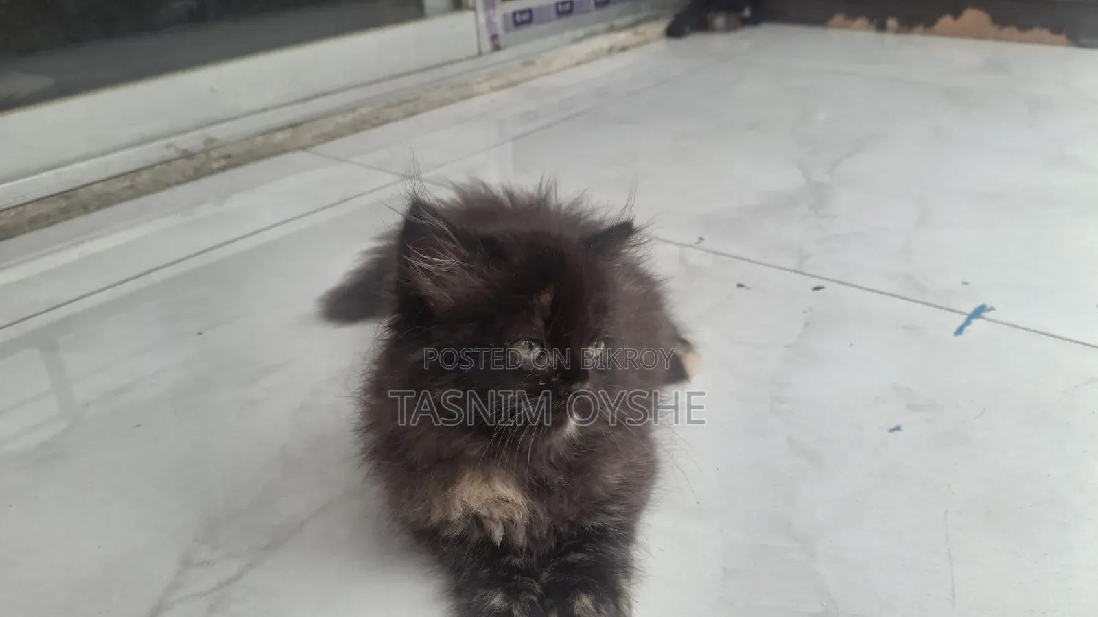 1-3 Months Female Purebred Persian