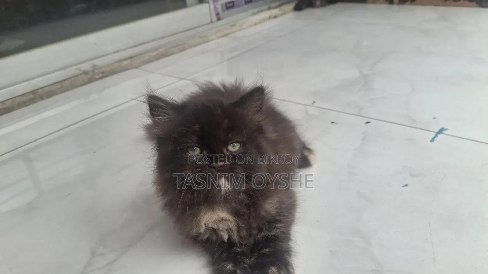 1-3 Months Female Purebred Persian