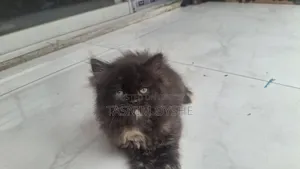1-3 Months Female Purebred Persian