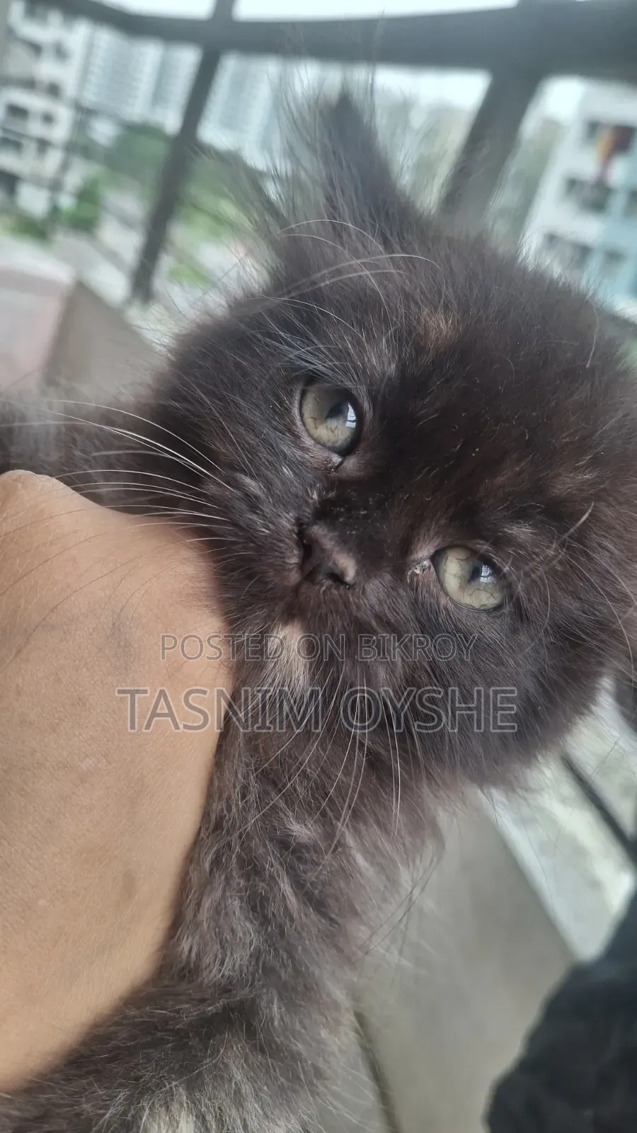 1-3 Months Female Purebred Persian