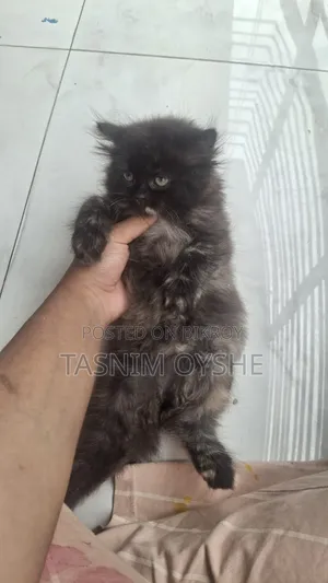 1-3 Months Female Purebred Persian