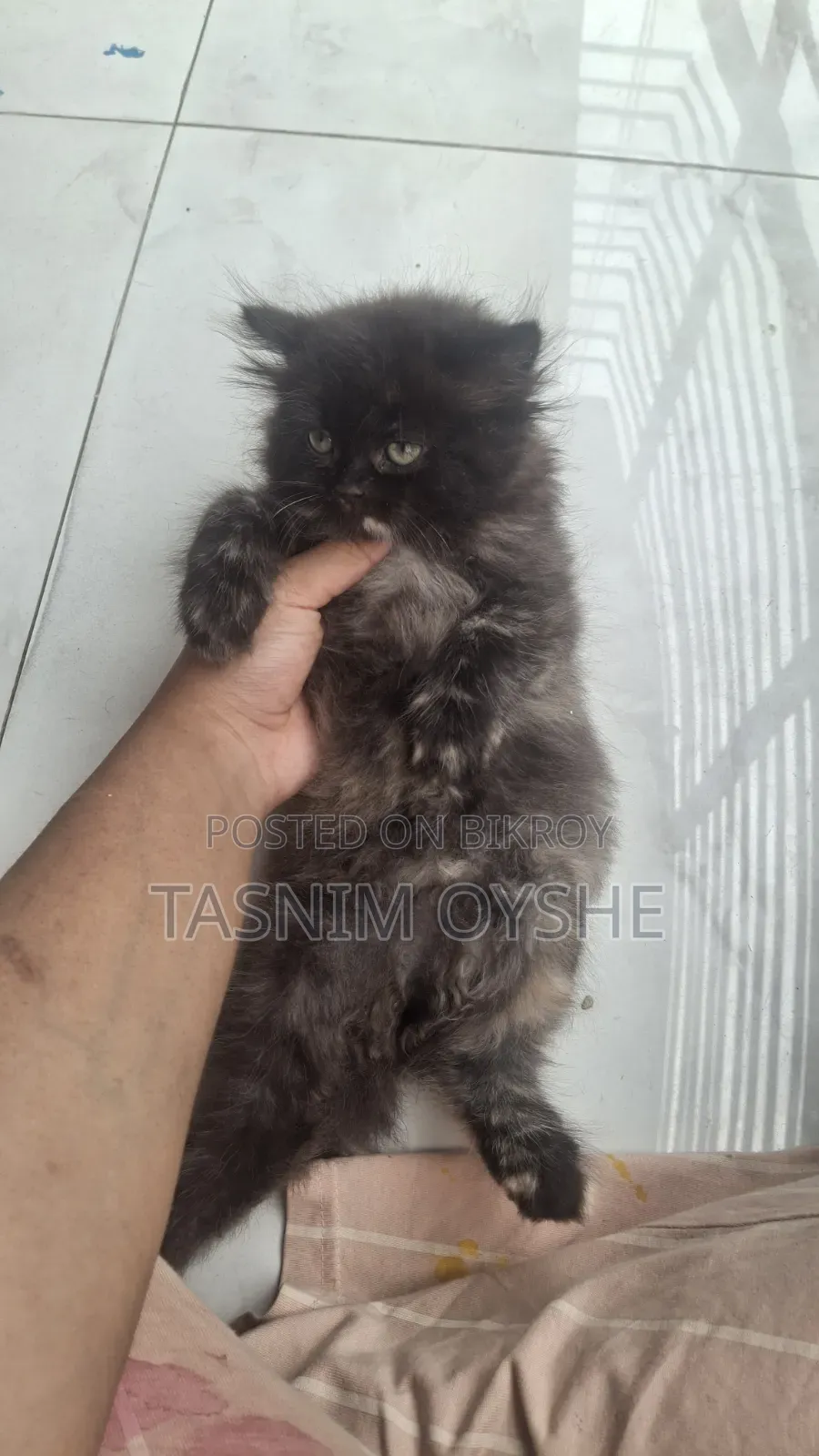 1-3 Months Female Purebred Persian