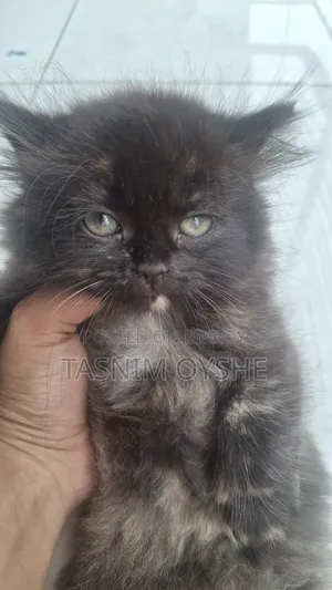 1-3 Months Female Purebred Persian