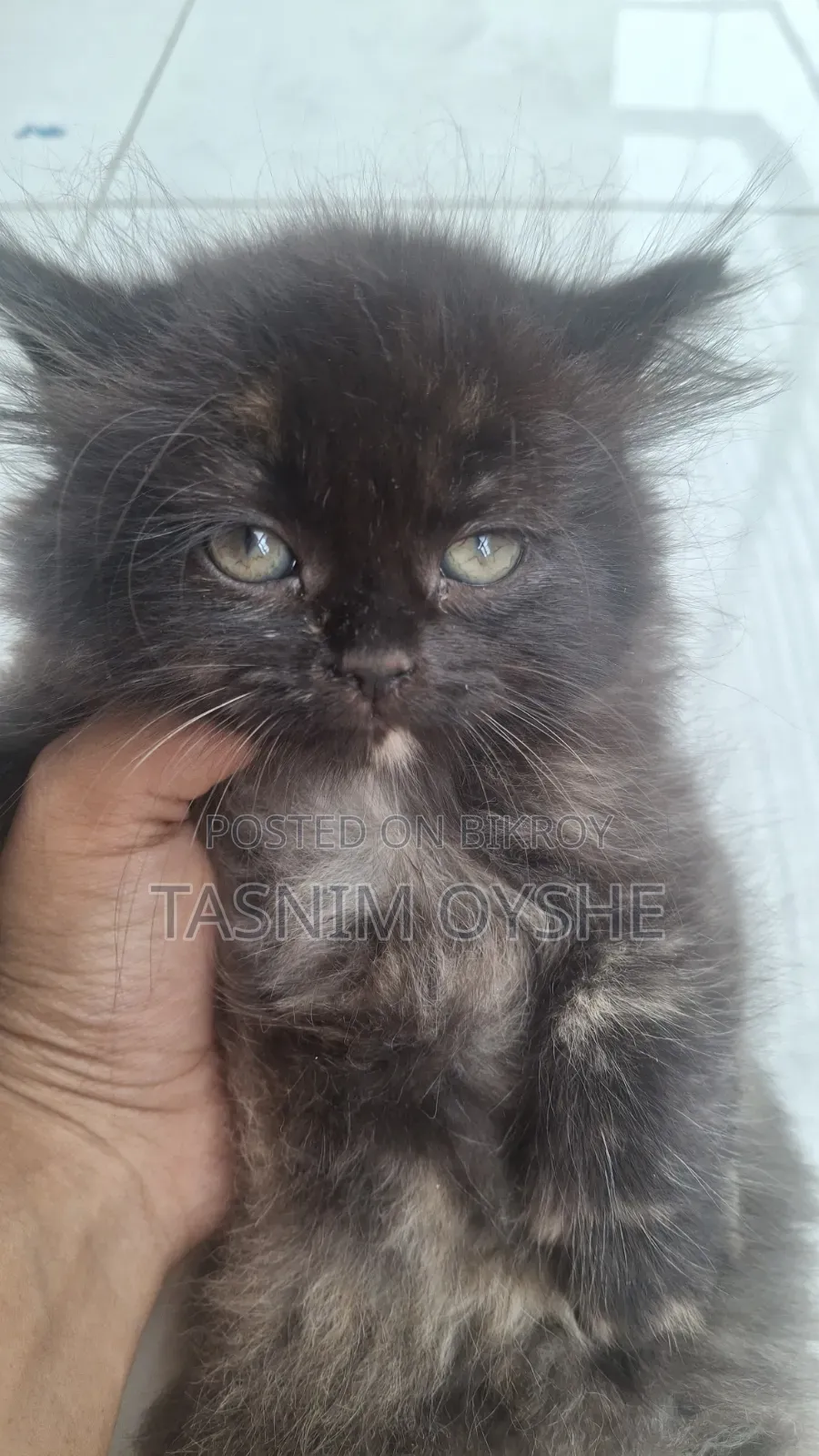 1-3 Months Female Purebred Persian