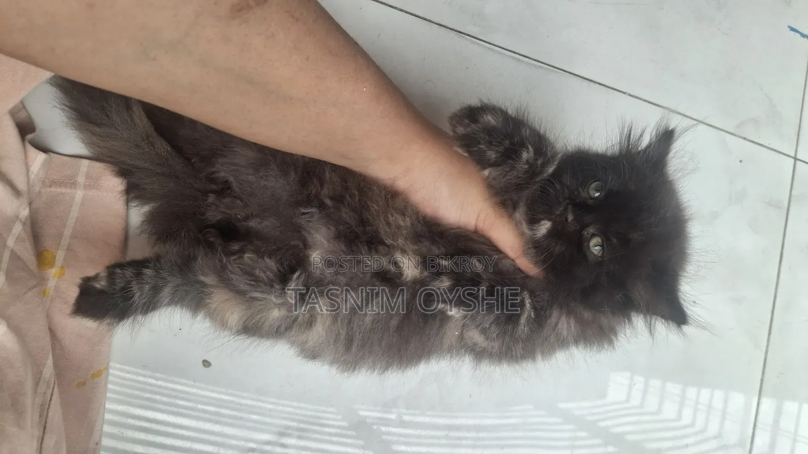 1-3 Months Female Purebred Persian