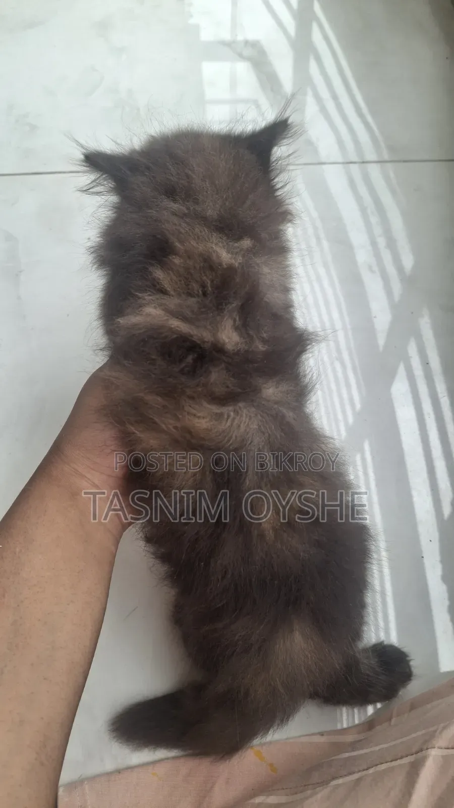1-3 Months Female Purebred Persian