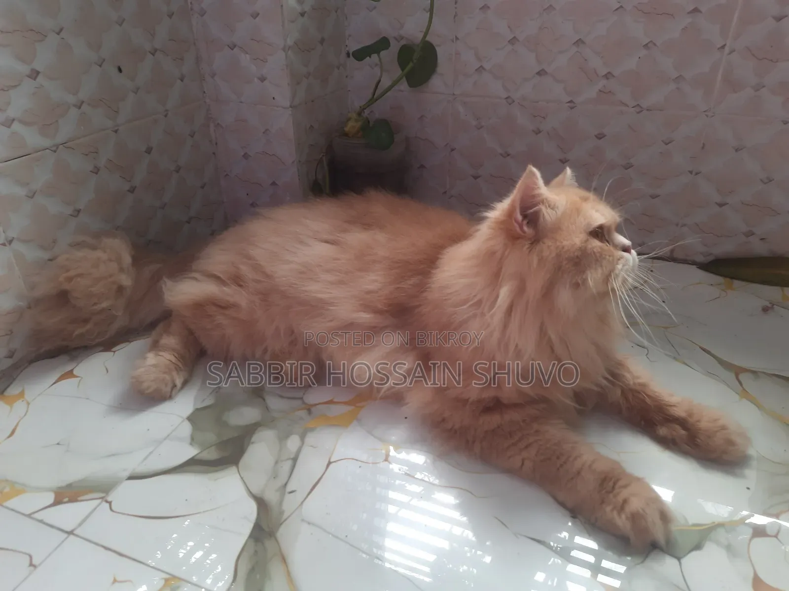 1+ Year Male Purebred Persian