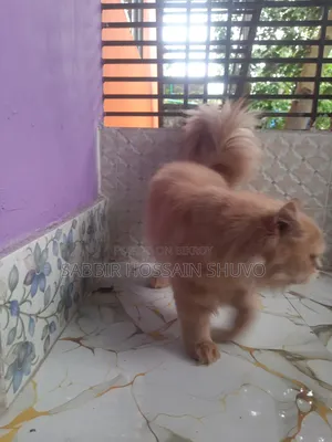 1+ Year Male Purebred Persian