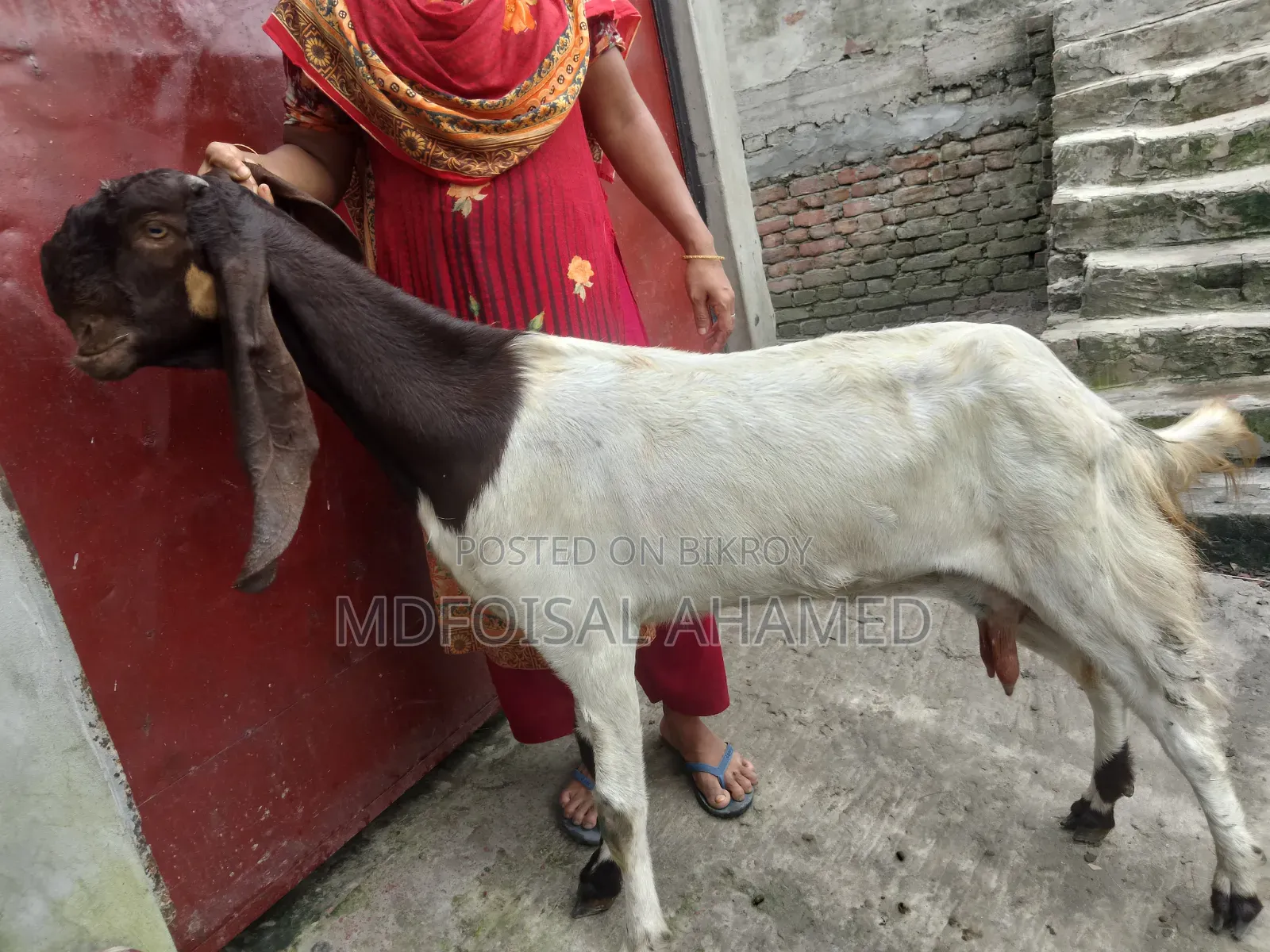 Tota Goat
