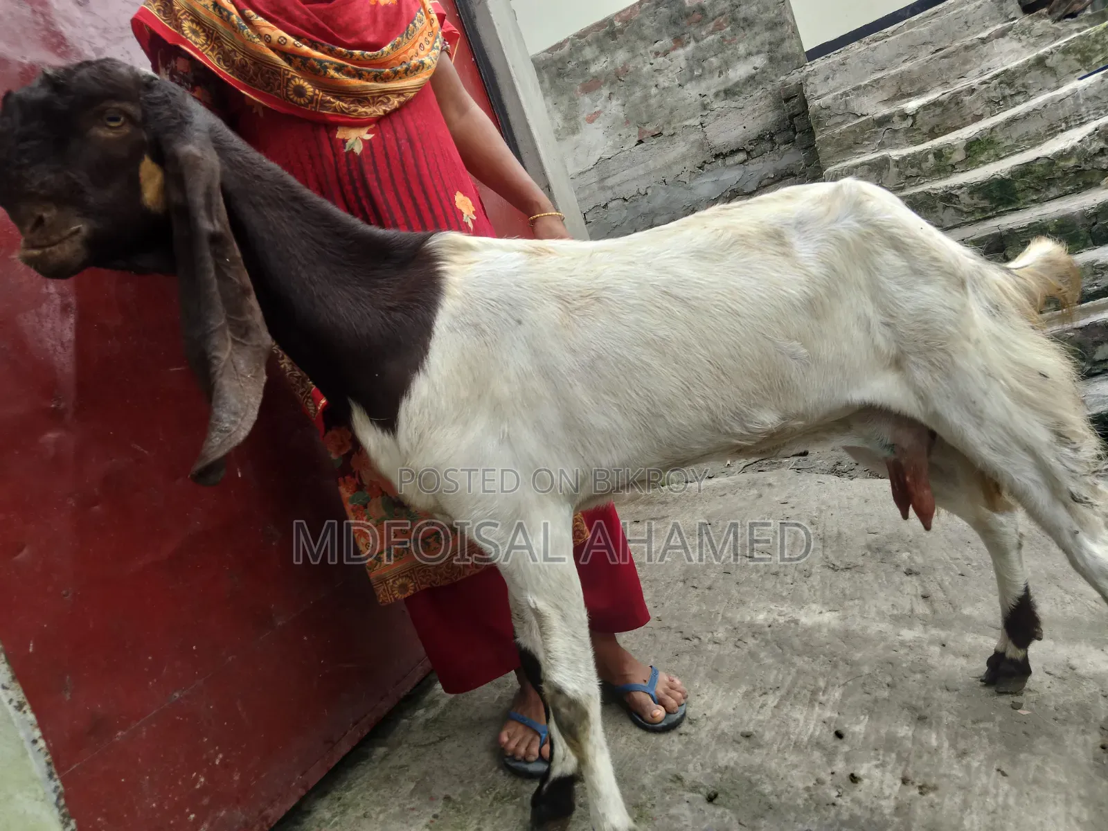 Tota Goat