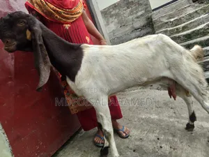 Tota Goat