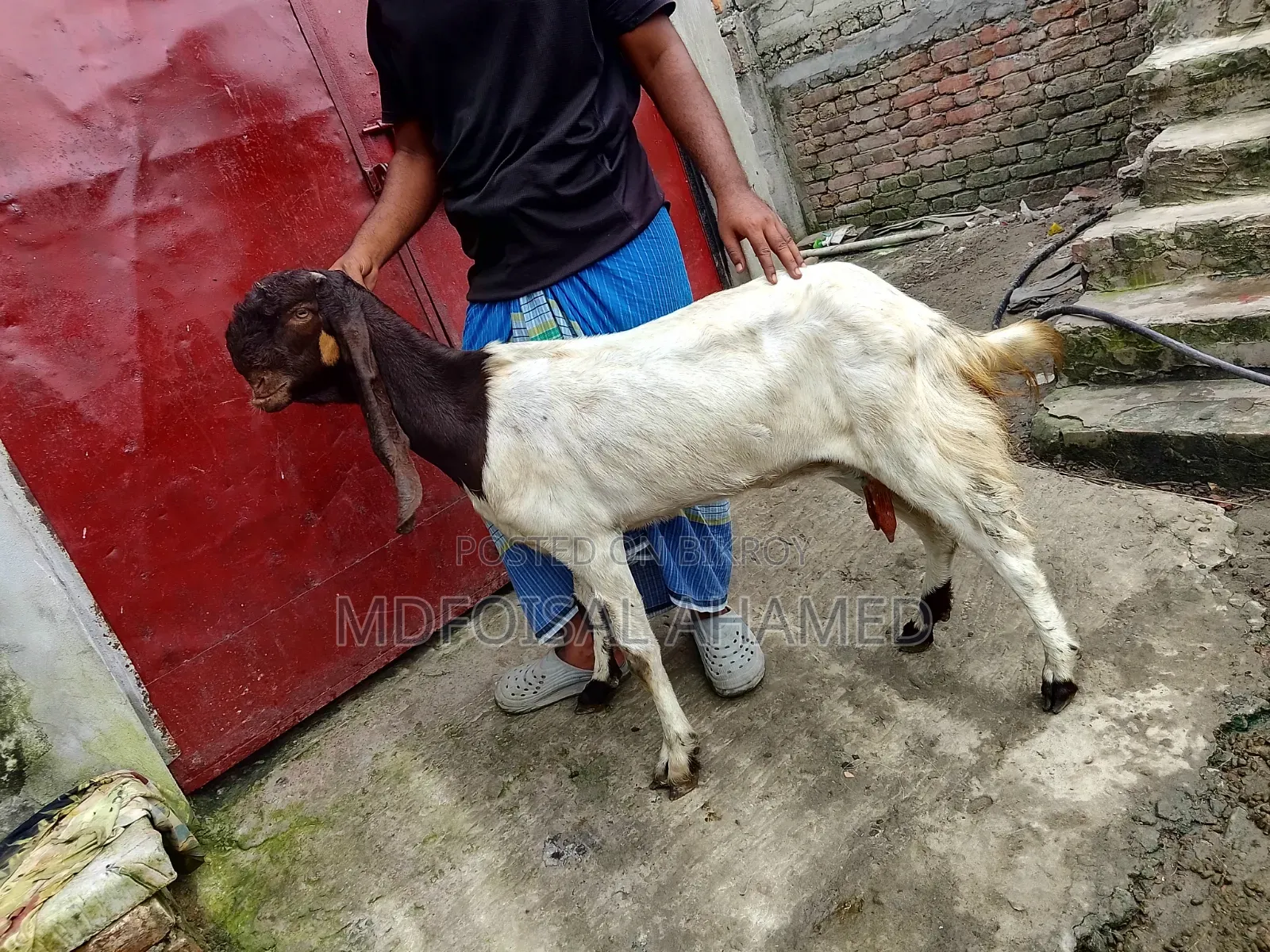 Tota Goat
