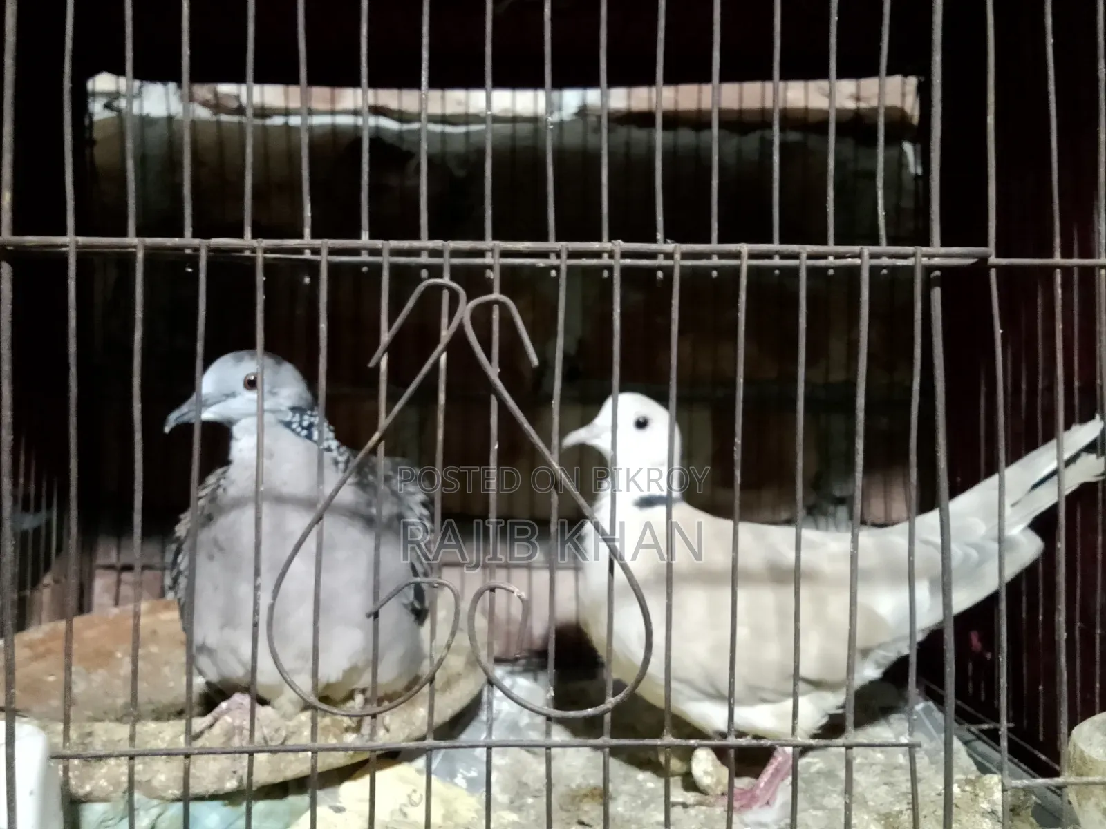 ঘুঘু পাখি Bikri Kora Hobe