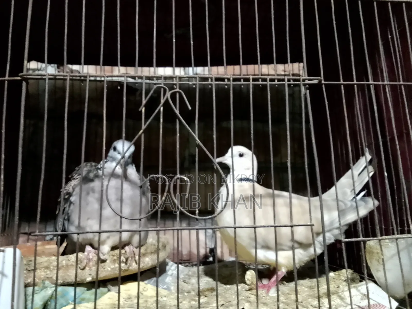 ঘুঘু পাখি Bikri Kora Hobe