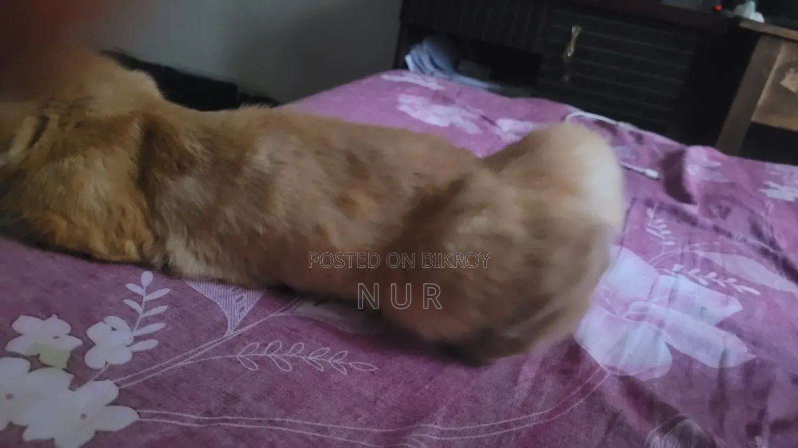 1+ year Female Purebred Persian