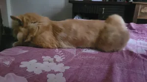 1+ year Female Purebred Persian